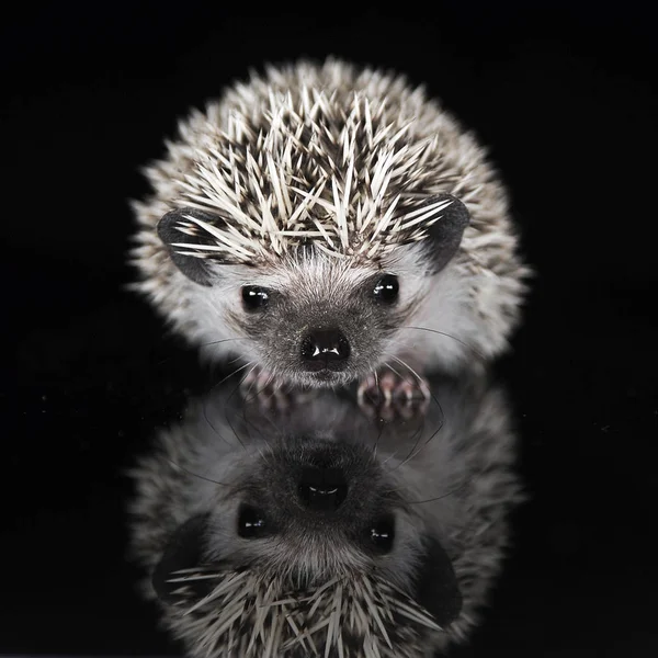 Africano Hedgehog Estúdio Fotos Escuro — Fotografia de Stock