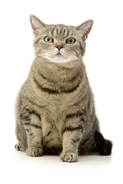 Studio Skott Bedårande Tabby Katt Sitter Vit Bakgrund — Stockfoto