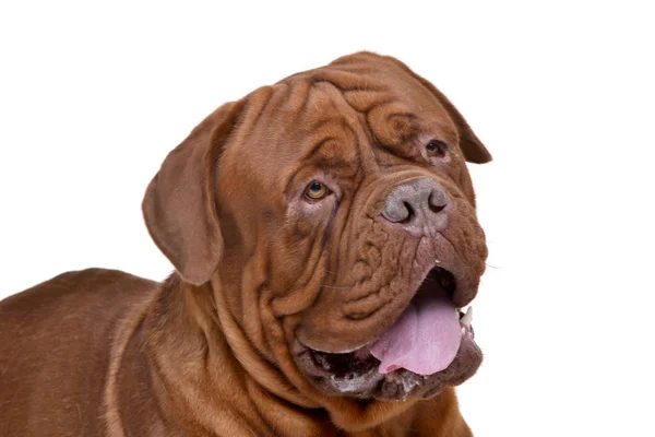 Bir Çok Güzel Dogue Bordeaux Beyaz Arka Plan Üzerinde Izole — Stok fotoğraf