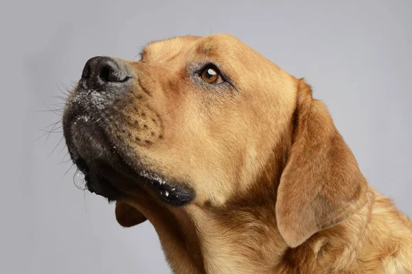 Labrador Retriever Ritratto Studio Sfondo Bianco — Foto Stock