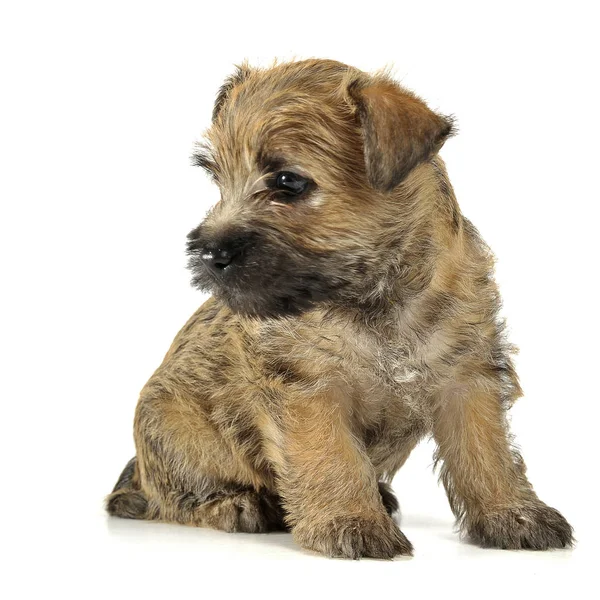 Puppy Cairn Terrier Sitting Floor — Stock Photo, Image