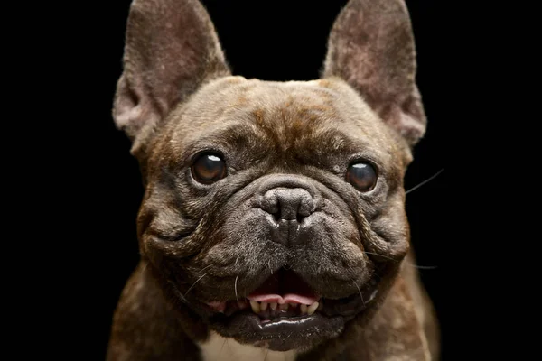 Retrato Adorable Bulldog Francés Plano Estudio Aislado Negro — Foto de Stock