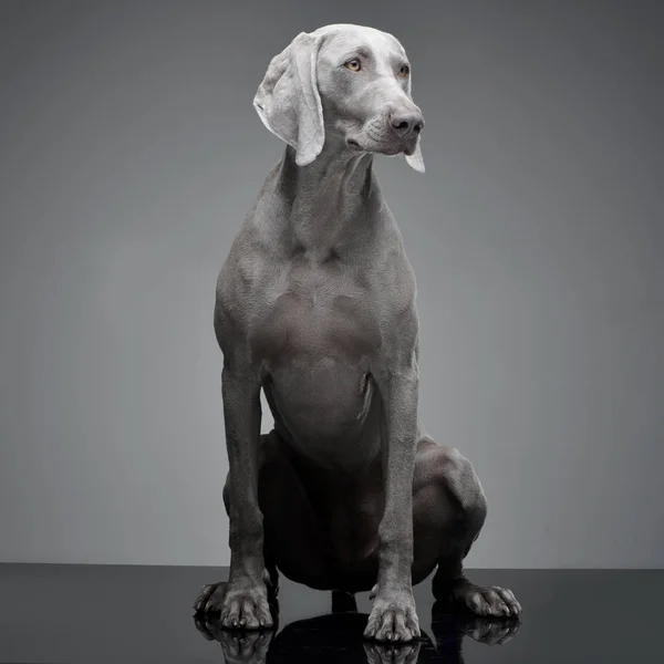 Captura Estudio Adorable Perro Weimaraner Sentado Sobre Fondo Gris —  Fotos de Stock
