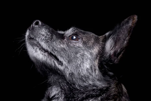 Porträt Eines Entzückenden Mischlingshundes Studioaufnahme Isoliert Auf Schwarz — Stockfoto