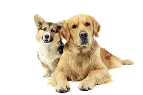 Çok güzel bir Corgie ve beyaz arka plan üzerinde oturan bir Golden retriever stüdyo çekim.
