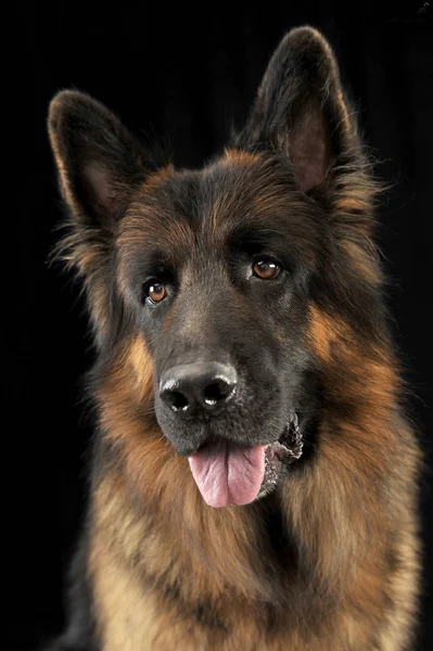 Duitse Herder Honden Portret Een Zwarte Studio — Stockfoto