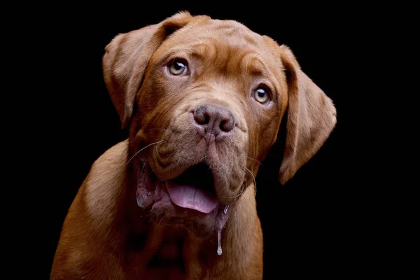 Portrait Adorable Dogue Bordeaux Studio Shot Isolated Black — Stock Photo, Image