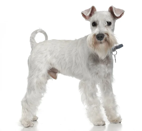 Lindo Schnauzer Blanco Pie Piso Estudio Blanco — Foto de Stock