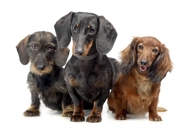 Smoot saç kablolu bir saç ve bir beyaz uzun saç Dachshund izole arka plan