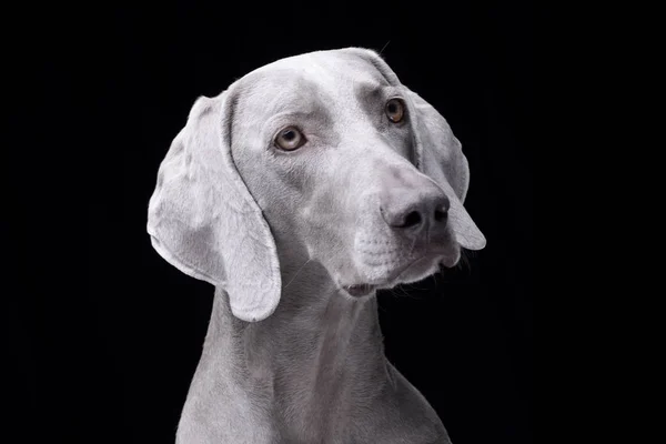 Portrét Rozkošný Výmarský Ohař Psa Stojící Černém Pozadí — Stock fotografie