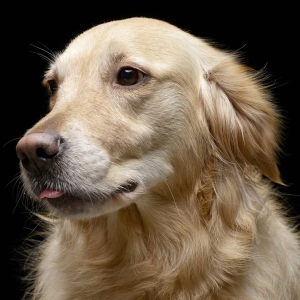 Retrato Cão Raça Mista Adorável Tiro Estúdio Isolado Preto — Fotografia de Stock