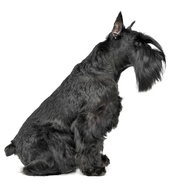 Miniatura Schnauzer Sentado Lateralmente Estúdio Fotos Branco — Fotografia de Stock