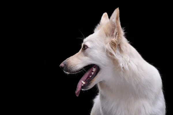 Retrato Perro Raza Mixta Adorable Aislado Sobre Fondo Negro — Foto de Stock