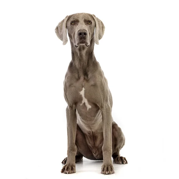 Beyaz arka plan üzerinde oturan bir sevimli Weimaraner stüdyo çekim.