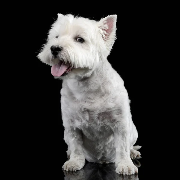 Studio Shot Cute West Highland White Terrier Sitting Black Background — Stock Photo, Image