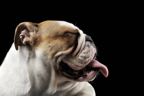 Engels Bulldog Uit Zijn Tong Donkere Studio Steken — Stockfoto