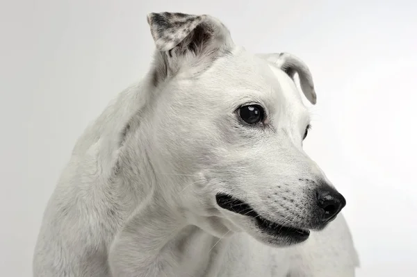 Bílý Kříženec Pes Směšné Uši Portrét Bílém Pozadí — Stock fotografie