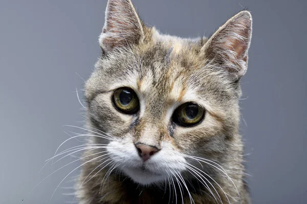 Портрет Восхитительной Табби Кошки Студийный Снимок Изолированный Сером Фоне — стоковое фото
