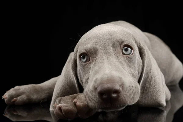 Siyah Arka Plan Üzerine Yalan Bir Şirin Weimaraner Köpek Yavrusu — Stok fotoğraf