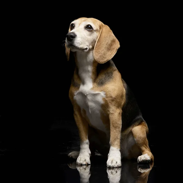 Студія Постріл Чарівні Beagle Сидячи Чорному Тлі — стокове фото