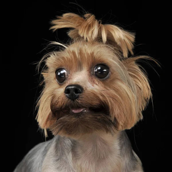 Yorkshire Terrier Regardant Gauche Dans Studio Sombre — Photo