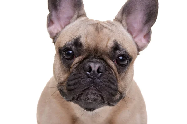 Porträtt Bedårande Franska Bulldog Isolerad Vit Bakgrund — Stockfoto