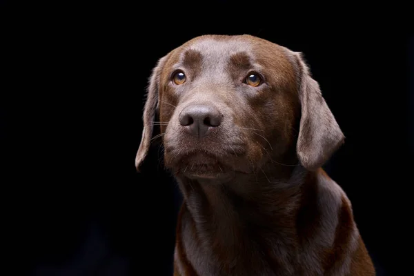 Portretul Unui Adorabil Labrador Retriever Filmat Studio Izolat Negru — Fotografie, imagine de stoc