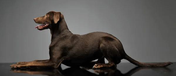 Cins Köpek Gri Arka Planda Rahatlatıcı Karışık Güzel Uçan Kulaklar — Stok fotoğraf