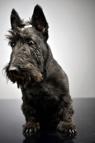 Studio Shot Adorable Scottish Terrier Sitting Grey Background — Stock Photo, Image