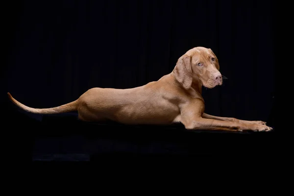 Bir Çok Güzel Macar Vizsla Magyar Vizsla Siyah Arka Plan — Stok fotoğraf