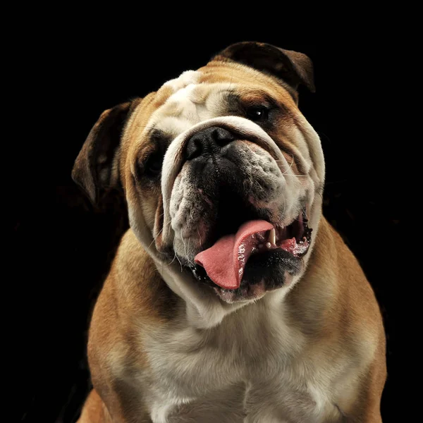 Retrato Bulldog Rato Aberto Estúdio Fotos Preto — Fotografia de Stock