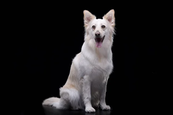 Studio Shot Adorable Mixed Breed Dog Sitting Black Background — Stock Photo, Image