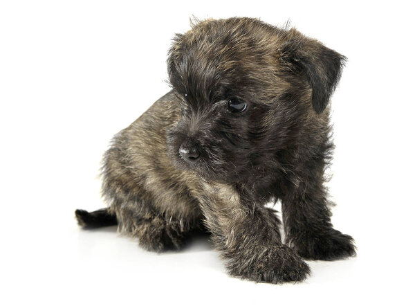 Puppy  cairn terrier sitting on the floor
