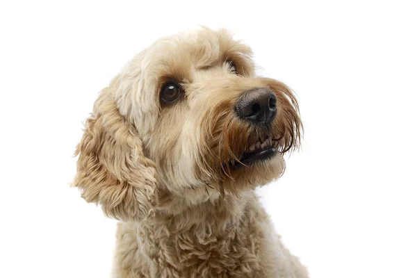 Retrato Adorável Cão Bolonhês Tiro Estúdio Isolado Branco — Fotografia de Stock