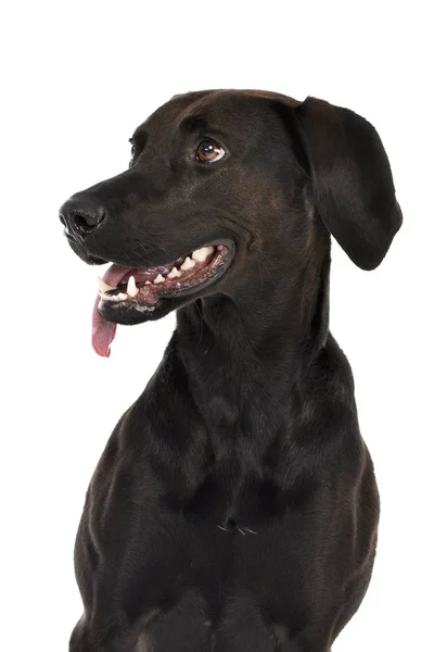 Retrato Cão Raça Mista Adorável Tiro Estúdio Isolado Branco — Fotografia de Stock