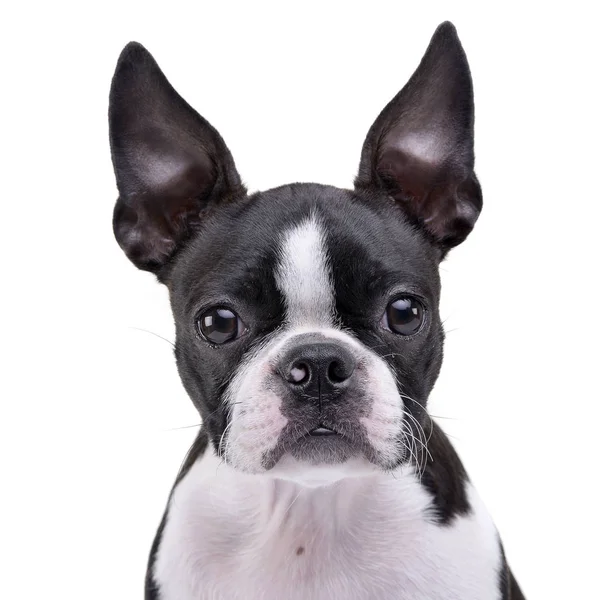 Porträtt Bedårande Boston Terrier Studio Skott Isolerad Vit — Stockfoto