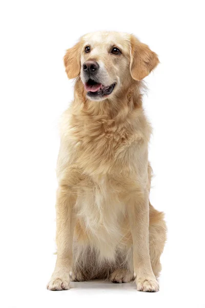 Studio Shot Van Een Schattig Gemengd Rashond Witte Achtergrond — Stockfoto