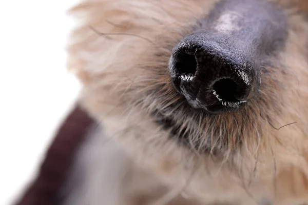 Close Shot Adorable Yorkshire Terrier Nose Studio Shot Isolated White — Stock Photo, Image