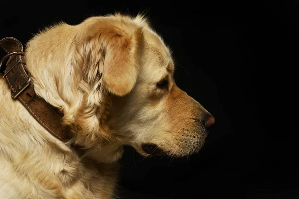 黒に分離された愛らしい混合された品種犬 スタジオの肖像画 — ストック写真