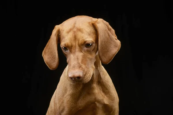 Portræt Yndig Ungarsk Vizsla Studie Skudt Isoleret Sort - Stock-foto