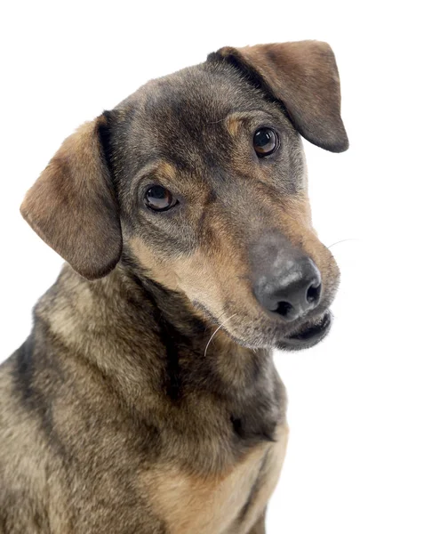 Portrait Adorable Mixed Breed Dog Studio Shot Isolated White — Stock Photo, Image