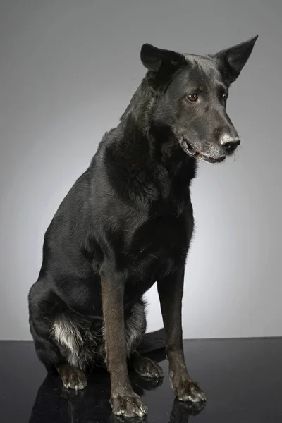 Estudio Perro Raza Mixta Adorable Sentado Sobre Fondo Gris — Foto de Stock