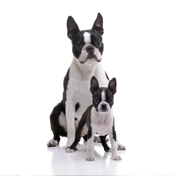 Estudio Dos Adorables Boston Terrier Sentados Sobre Fondo Blanco —  Fotos de Stock