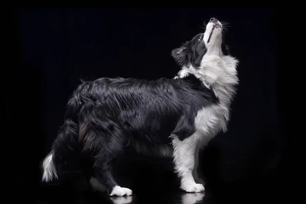 Captura Estudio Adorable Border Collie Pie Sobre Fondo Negro —  Fotos de Stock