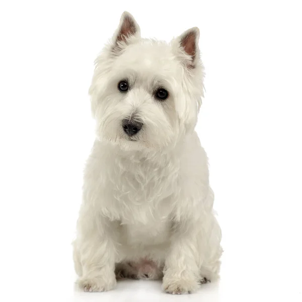 West Highland White Terrier Seduto Sul Pavimento Bianco Dello Studio — Foto Stock