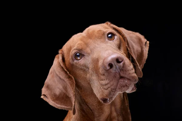 Portræt Yndig Ungarere Vizsla Magyar Vizsla Isoleret Sort Baggrund - Stock-foto