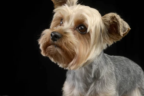 Portret Van Een Schattig Yorkshire Terrier Studio Opname Geïsoleerd Zwart — Stockfoto