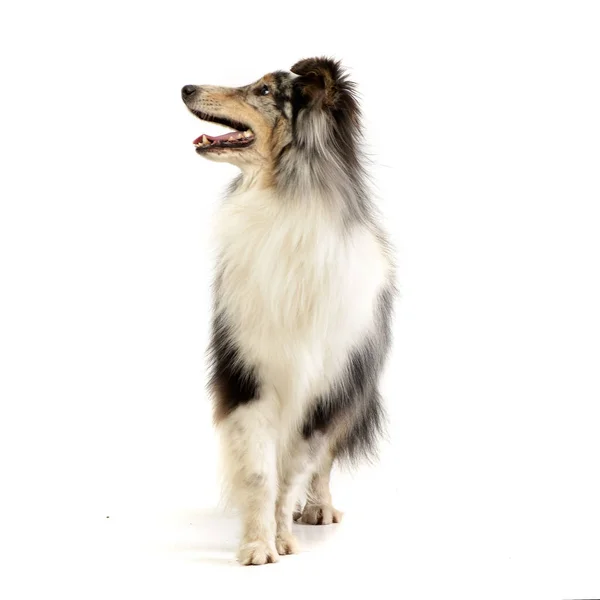 Studio Skott Bedårande Sheltie Står Vit Bakgrund — Stockfoto