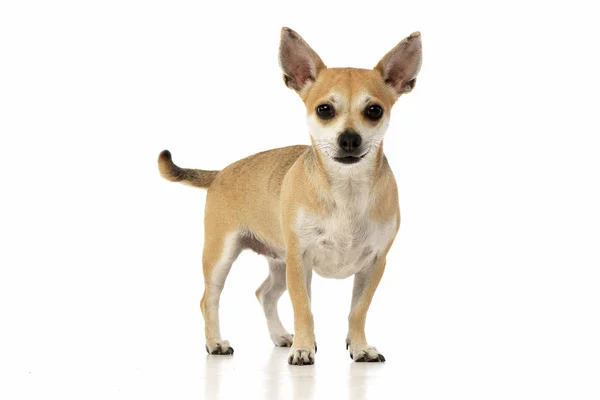 Çok Güzel Bir Chihuahua Ayakta Beyaz Arka Plan Üzerinde Stüdyo — Stok fotoğraf