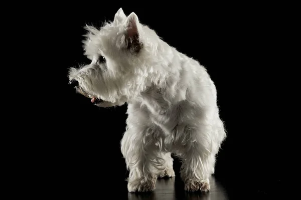 Δυτικά Highland Λευκού Σκύλου Πορτρέτων Στούντιο — Φωτογραφία Αρχείου